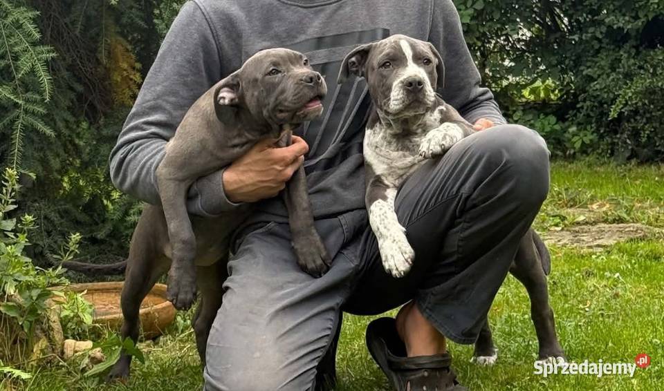 American Staffordshire Terrier Blue Amstaff Amstaff opolskie