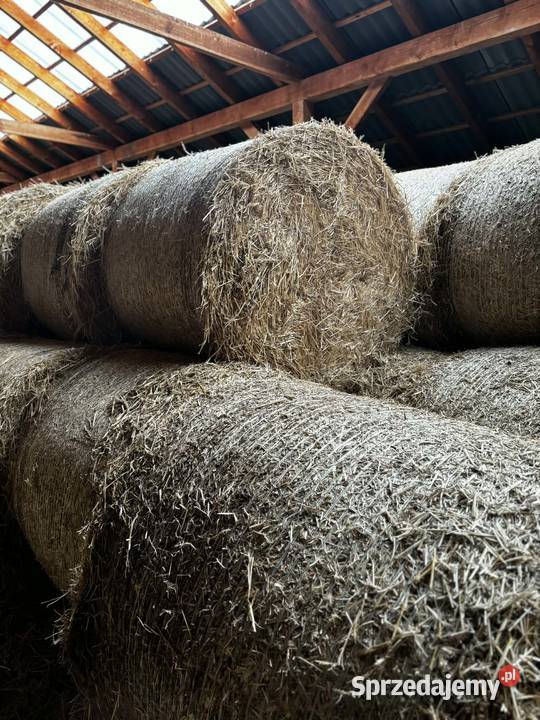 Sprzedam słomę przenną z sezonu 2025 świętokrzyskie Waśniów