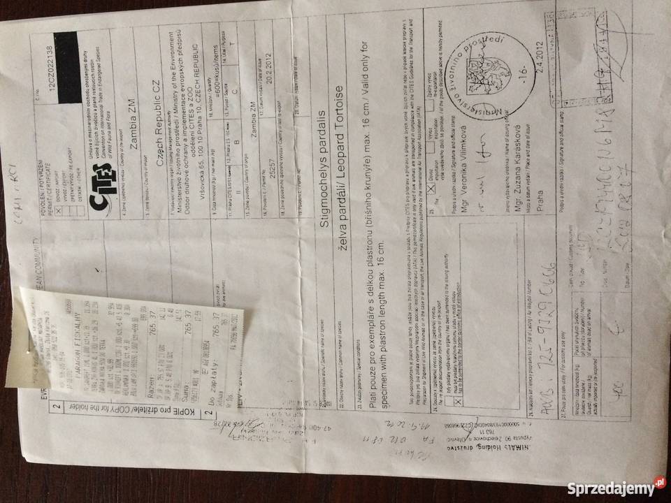 Żółw Lamparci pomorskie Słupsk