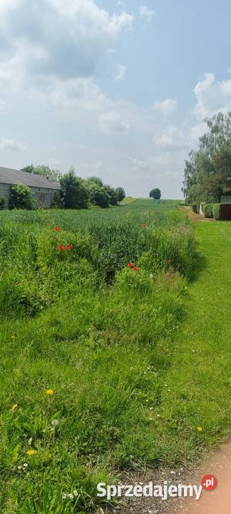Dzialka 36arow Krzak Woj Lubelskie gm Nielisz sprzedam