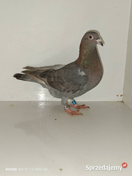 Gołębie Pocztowe Piękne Kolory