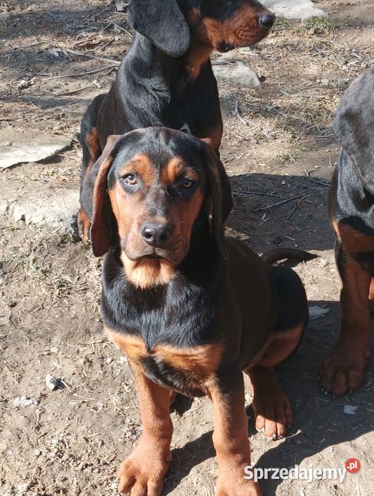 Szczenięta Gończy polski Kamionna