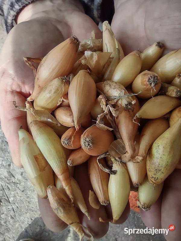 Cebula do sadzenia Kadłub