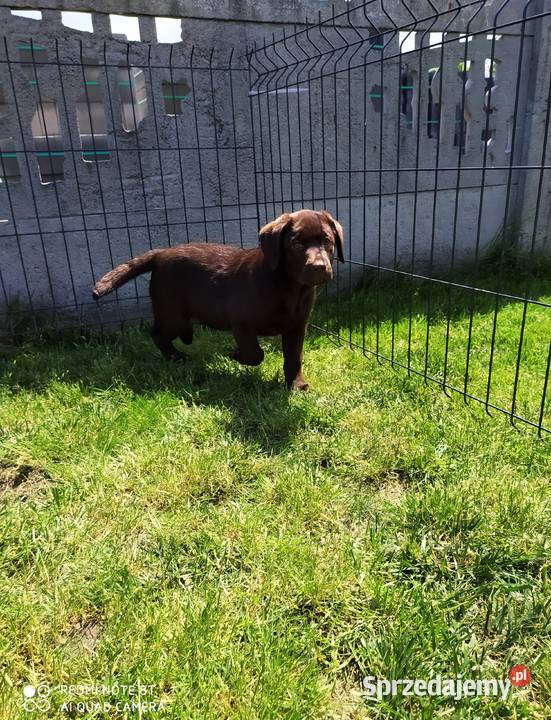 Suczka labradora Piątek