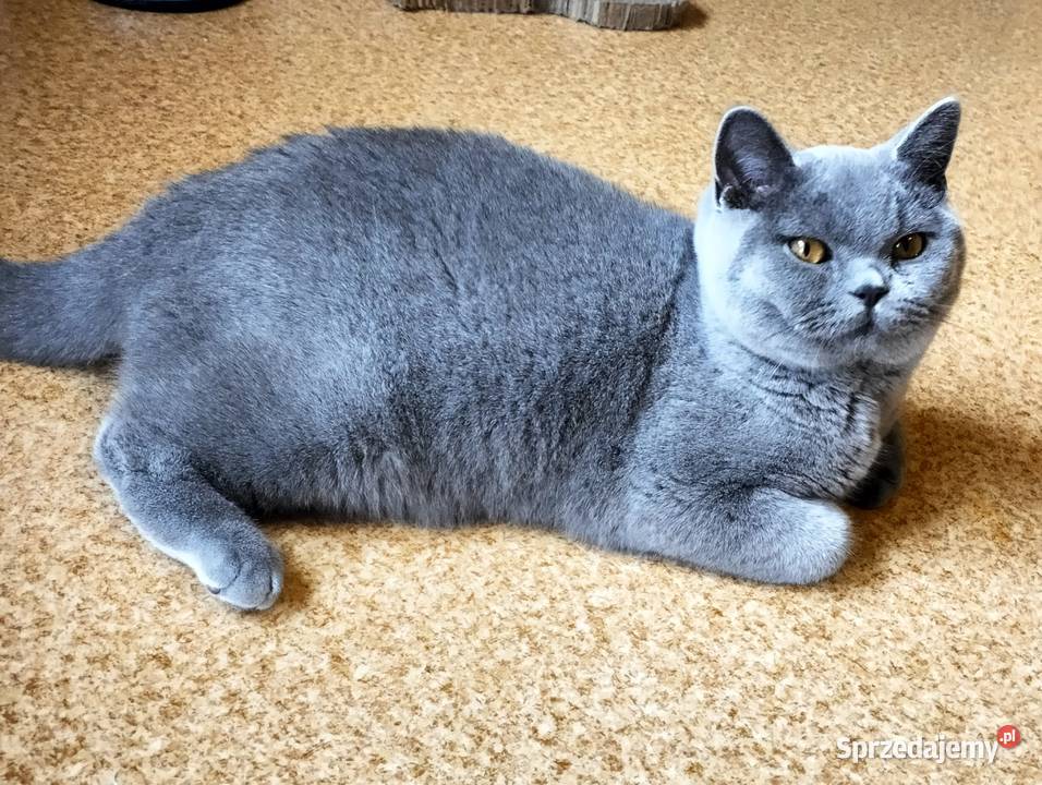 Kochany Waldi już do odbioru Rodowód