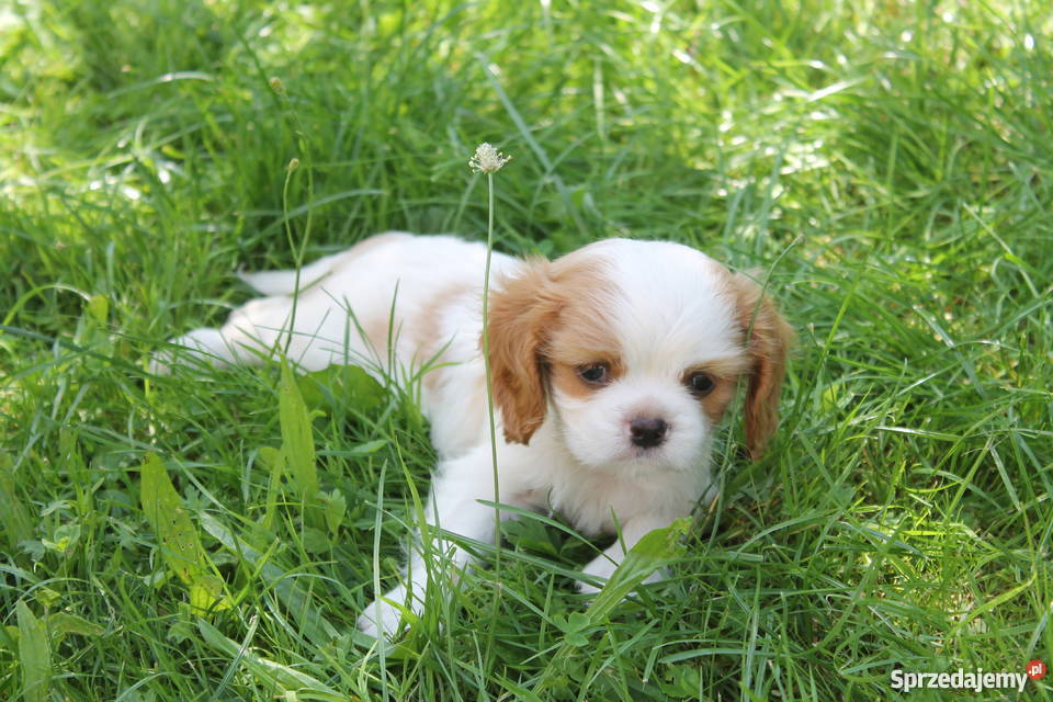 cavalier king charles spaniel szczenięta podkarpackie Łańcut
