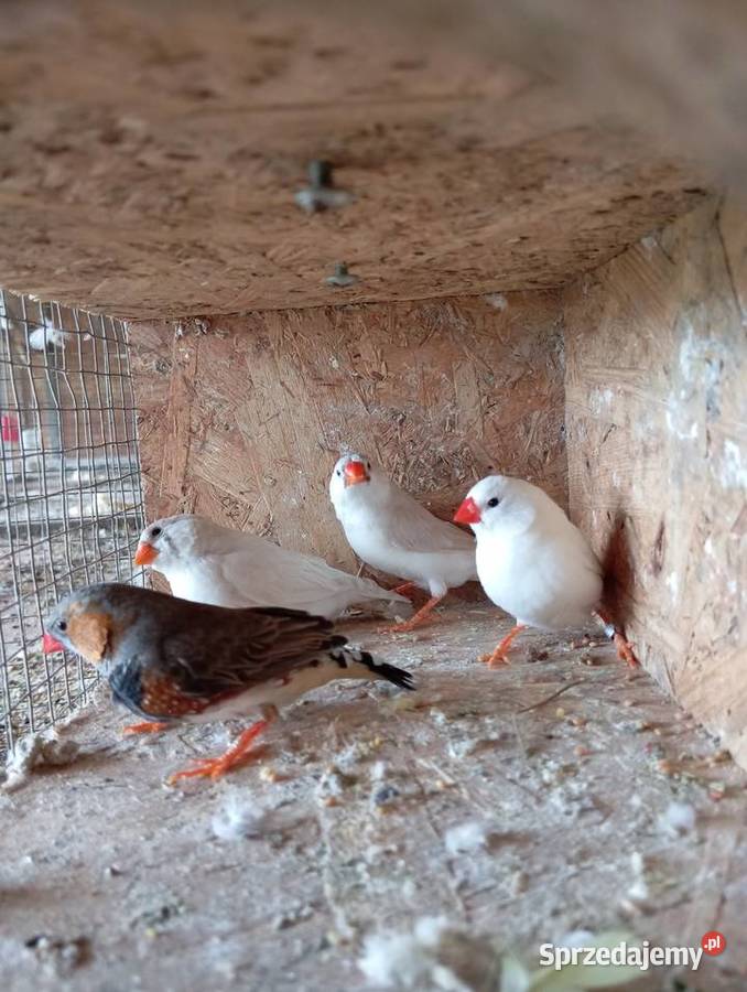 Zeberki pary lęgowe Ptaki podkarpackie Jasło