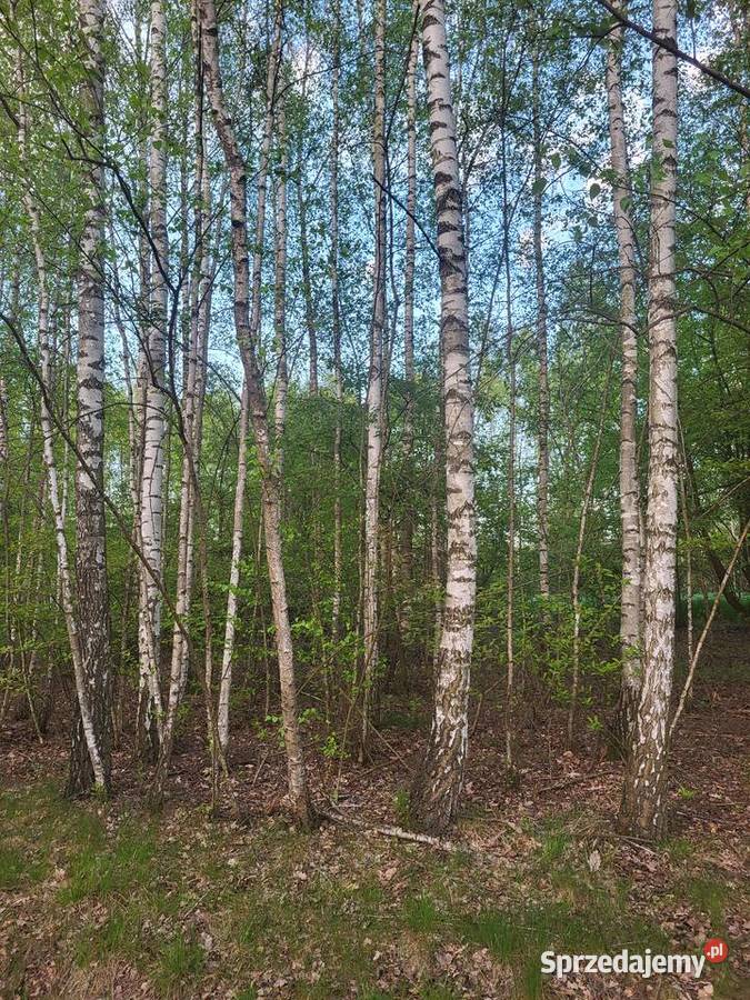Trzy działki leśne Kletnia sprzedam