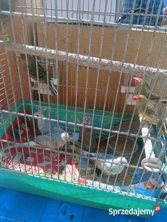 Gołąbki diamentowe Ptaki Igołomia