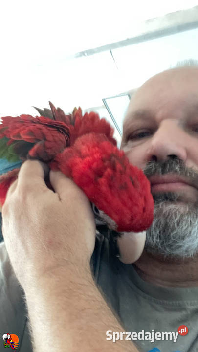 Ara zielonoskrzydła chloropterus chloroptera Pyrzowice