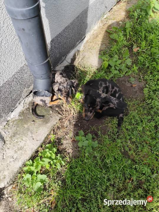 Jamnik krótkowłosy merle Ciechanów sprzedam