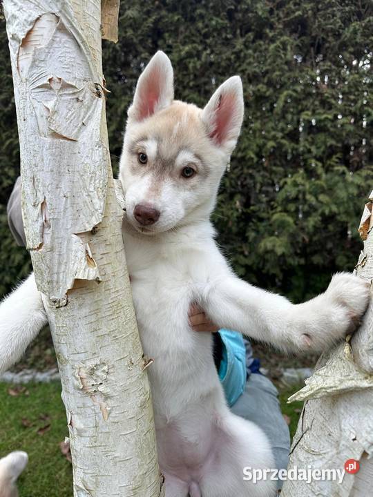 Siberian Husky Championach ZKwP FCI Kraków