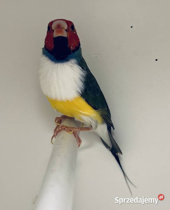 Amadyna wspaniała samiec 2024 r Ruda Śląska sprzedam