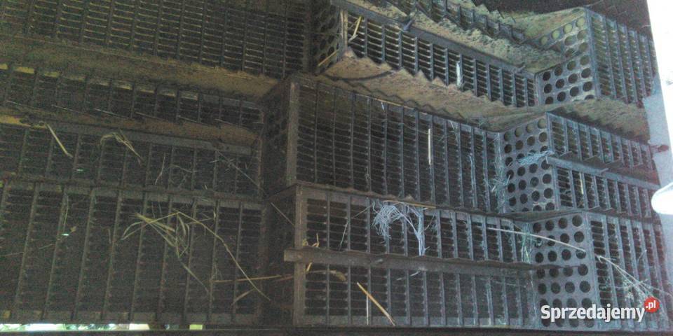 Kombajn zbożowy Holland Clayson 1520 Bez Kombajny Maszyny rolnicze Izbica