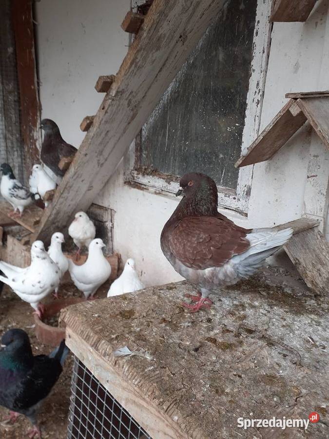 Kingi gołębie Staszów