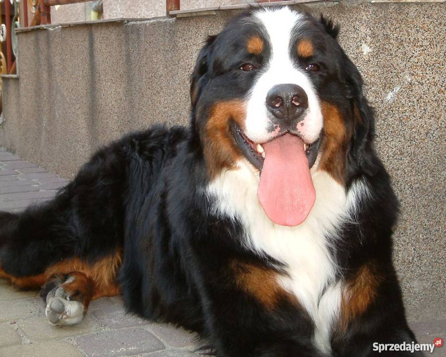 Reproduktor Berneński Pies Pasterski krycie Psy sprzedam
