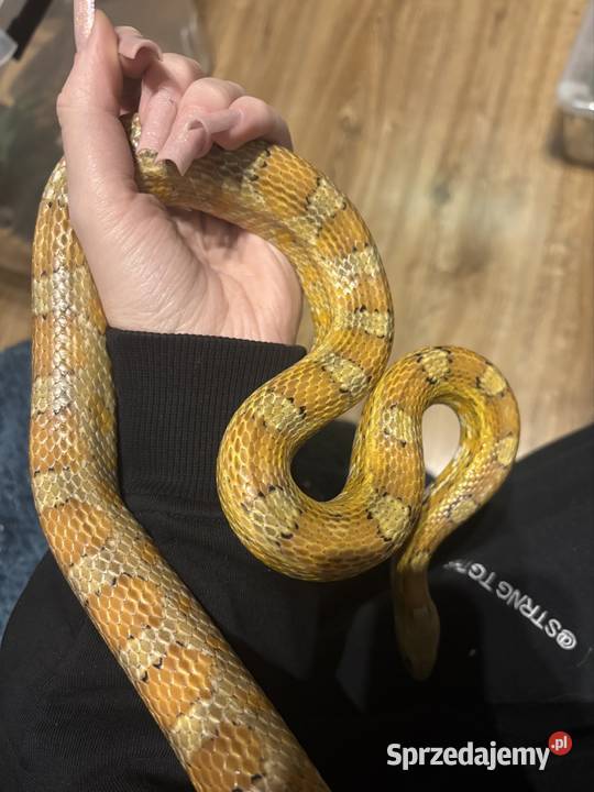 Wąż zbożowy samiec Sulmierzyce