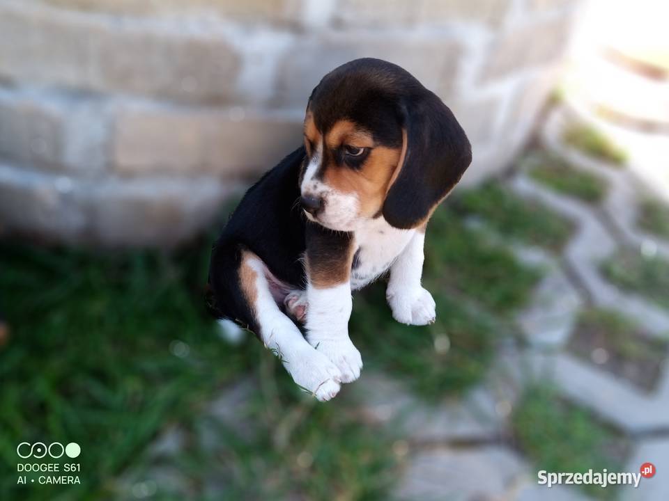 BEAGLE wesołe bb szczeniaki Siennica