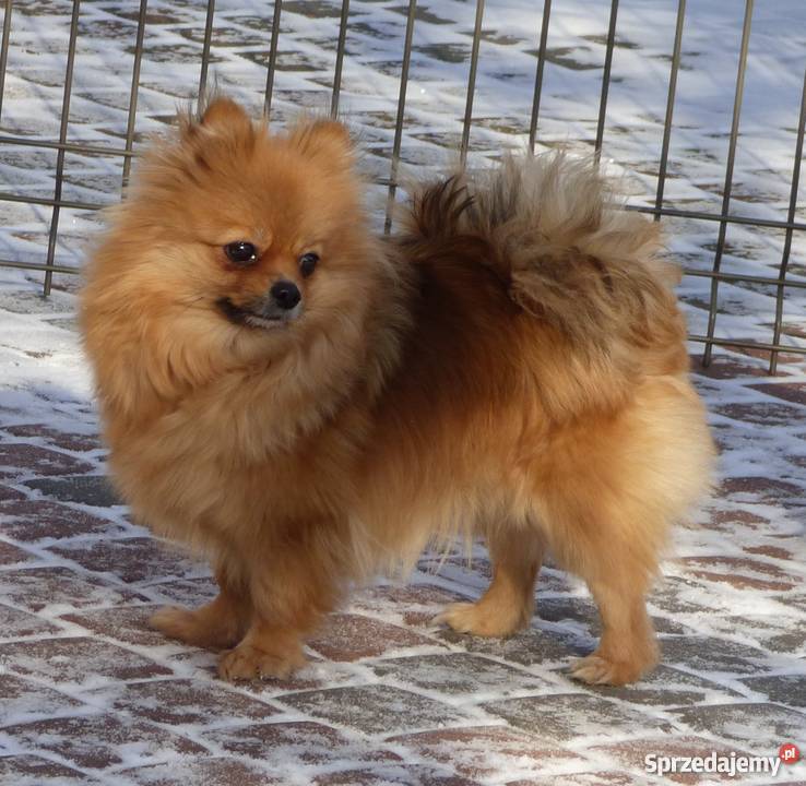 Szpic miniaturowy Pomeranian FCI suczka Mława