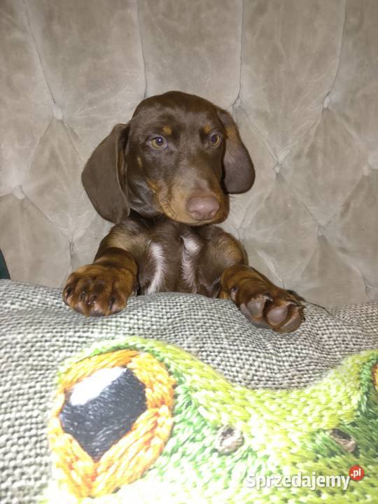 Jamnik standard piesek Garbów