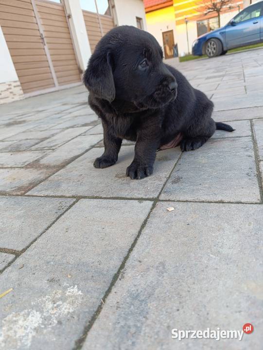 Pieski i suczki czarne Labradory Retriever Tarnów