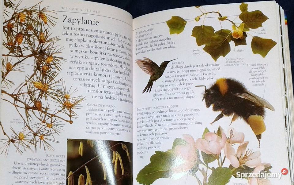 Drzewa Mini encyklopedia Theresa Greenaway Chełm