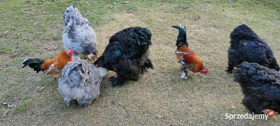 Kochany olbrzymie lubelskie Tokarówka