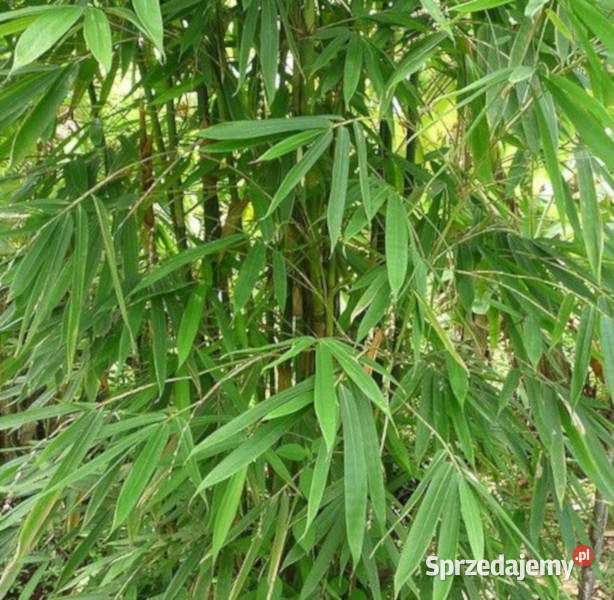BAMBUS ŻELAZNY Dendrocalamus strictus NASIONA