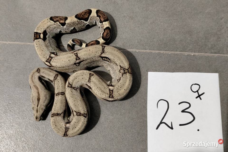 Boa cesarskie cb26 samice