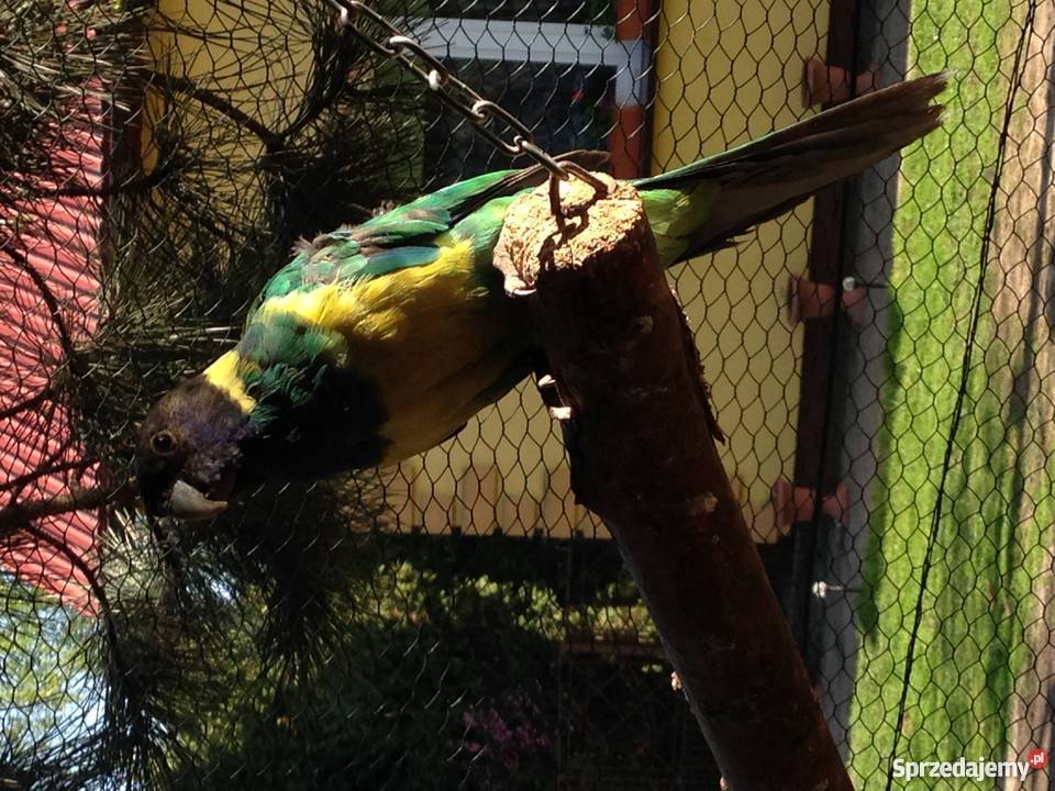 Kragen Bernard Wawrzeńczyce