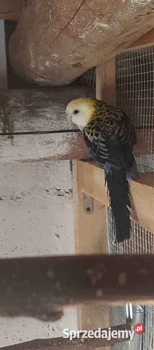 Rozella Bladogłowa Gołkowice