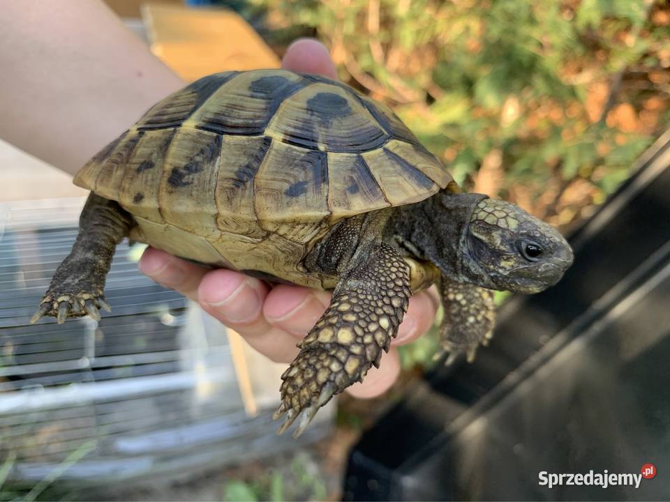 Żółw grecki żółwie greckie Warszawa