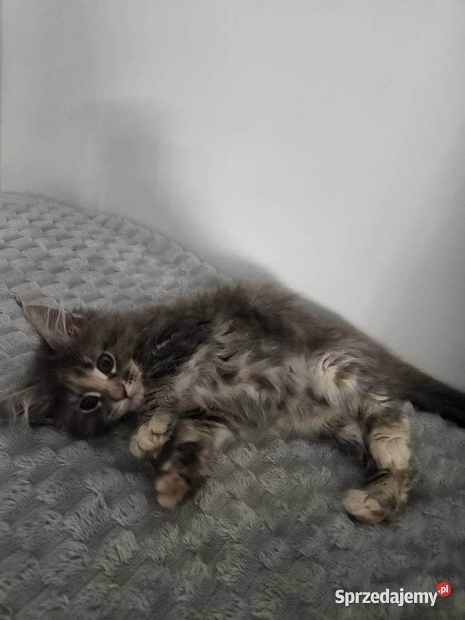 Kocica Maine Coon mazowieckie Radom sprzedam