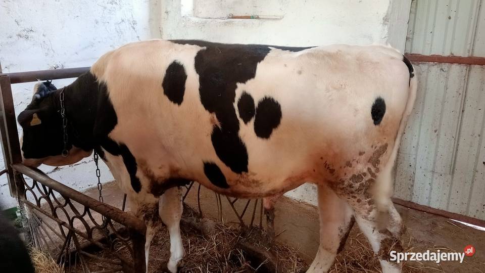 Byki opas do dalszej hodowli Bydło Sochaczew sprzedam