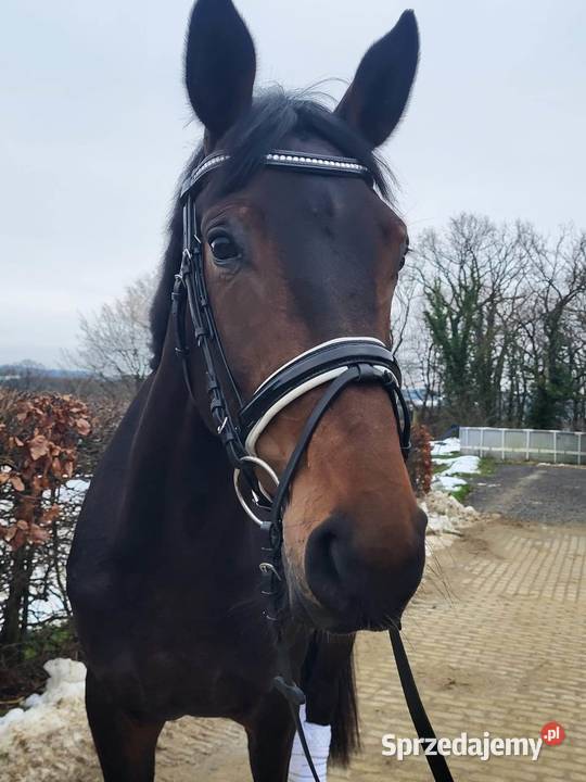 ładna hanowerska 6 letnia klacz Ptakowice sprzedam