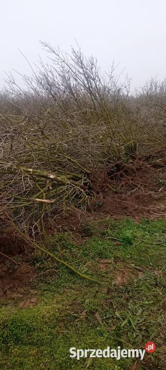 Przyjmę gałezie korzenie konary drewno palety