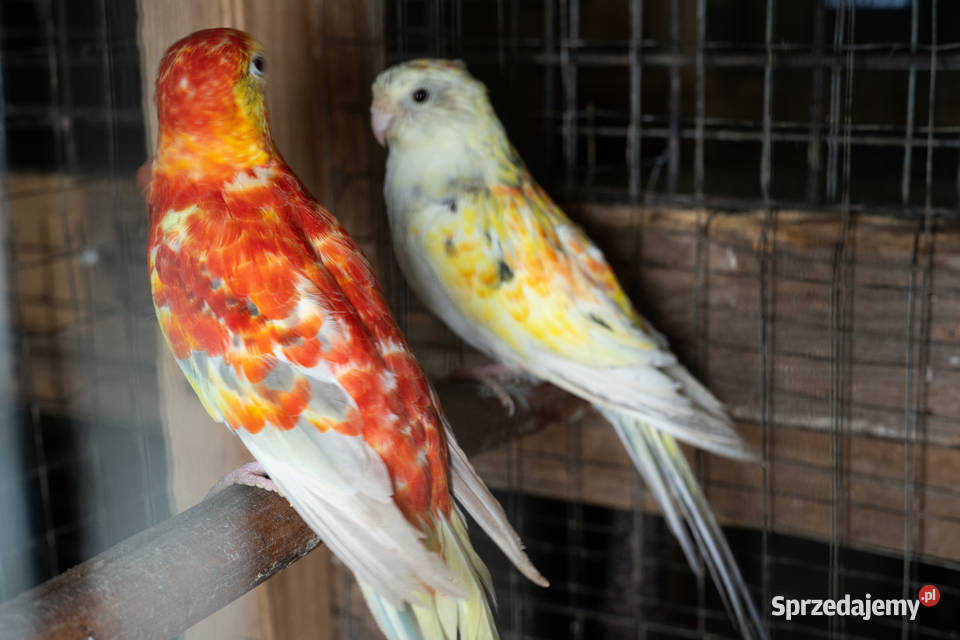 Para świergotów 20202023