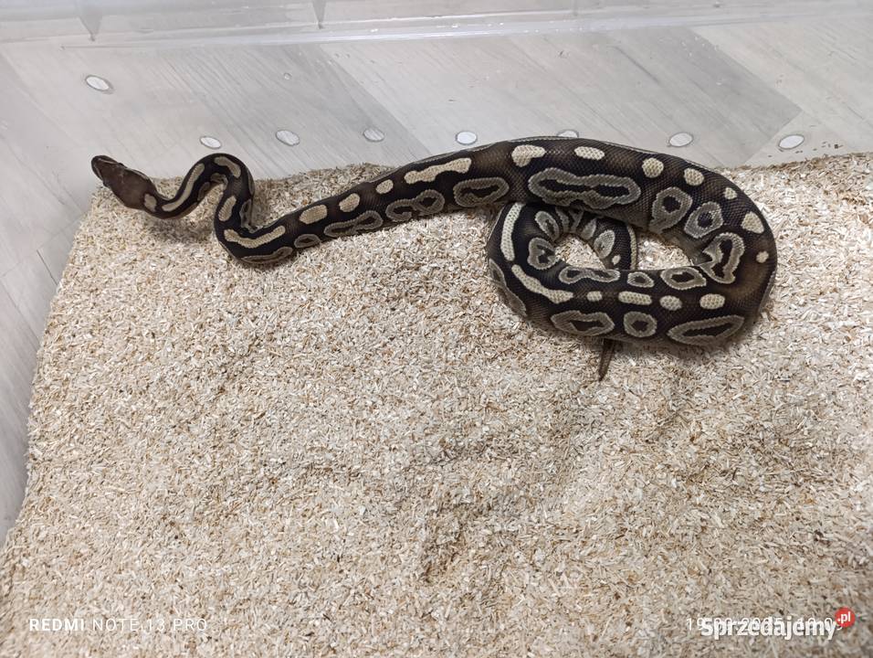 Pytony królewskie sprzedam