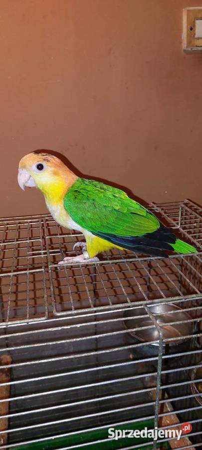 Barwinka białobrzucha recznie karmiona Wodzisław Śląski