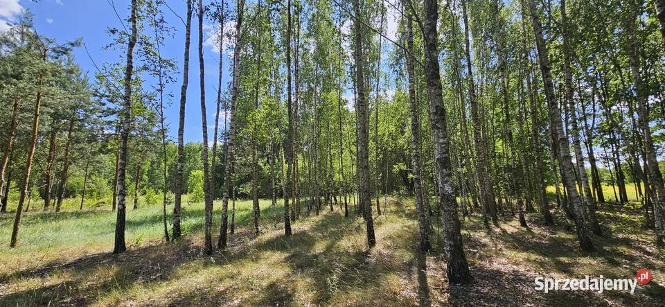 Działka bud 2900 M2 Łukawska Wola WZ ZADRZEWIONA mazowieckie