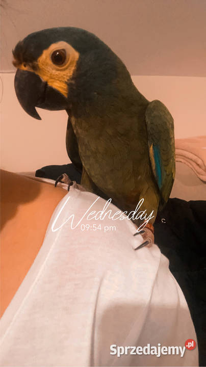 Para ary marakana podkarpackie Wola Zarczycka