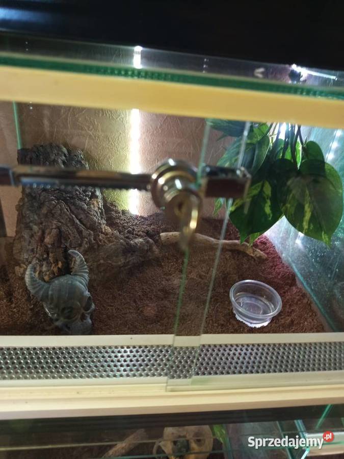 Kolekcja ptaszników Chomęcice