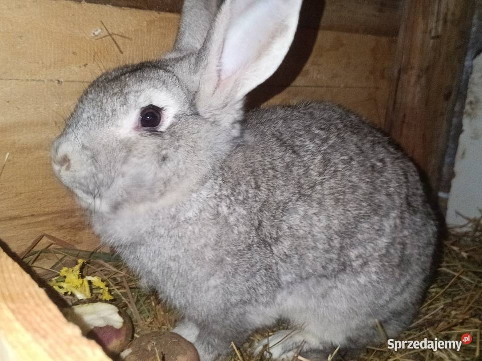 Króliki 8 miesięczne podkarpackie Bobrowa Wola