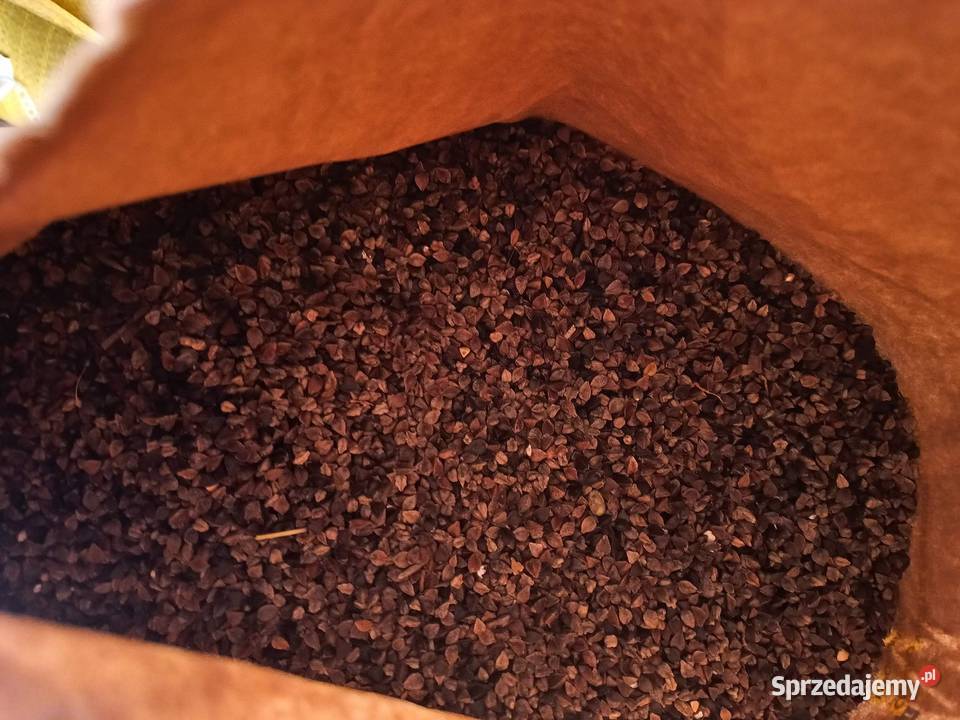 Gryka gorczyca wyka jara rzodkiew oleista Luboniek