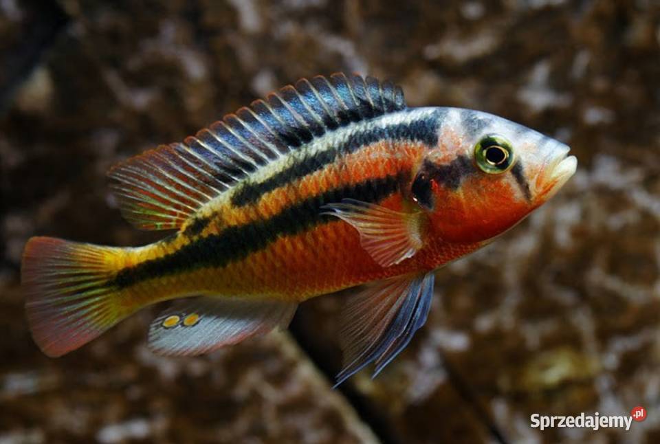 Haplochromis Rock Kribensis szeroka WYSYŁKA sprzedam
