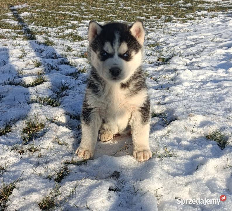 Szczeniaczki Siberian husky z elitarnym
