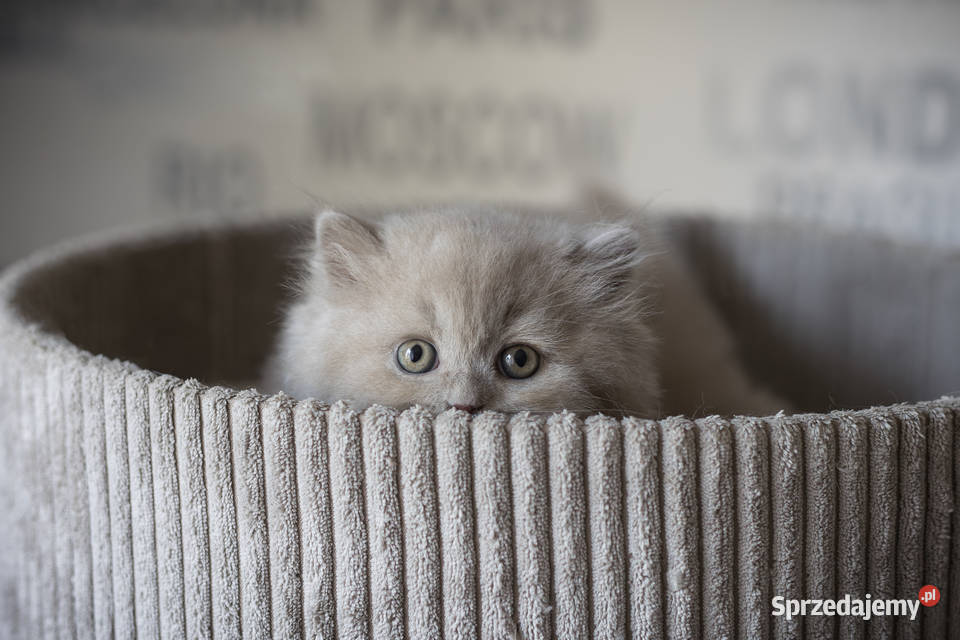 Brytyjski Długowłosy Kotka Długowłosa Płowa Kaźmierz sprzedam