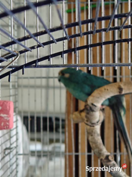 Modrolotka samiec Ptaki Wrocław