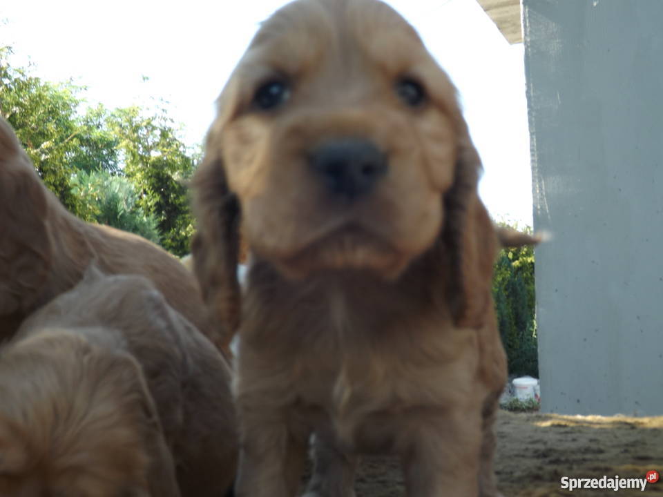 sprzedam spaniela Psy Płońsk sprzedam