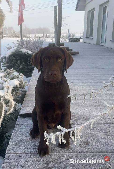 Labrador Retriever Czekoladowy łódzkie Piekary